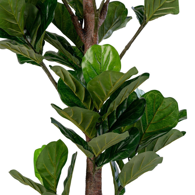 Fiddle Leaf Tree 81x93x190 cm
